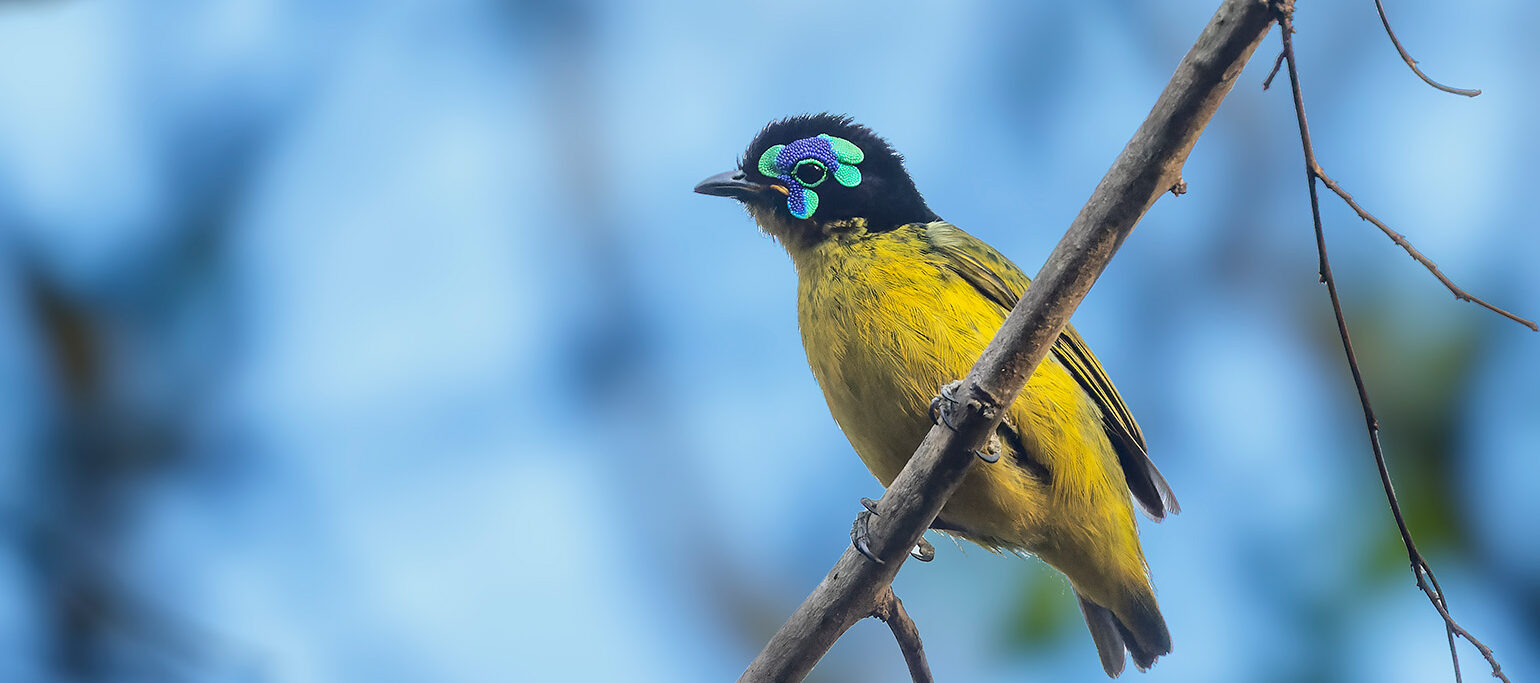 filepita-de-schlegel, uma das aves em declínio segundo a atualização da Lista Vermelha