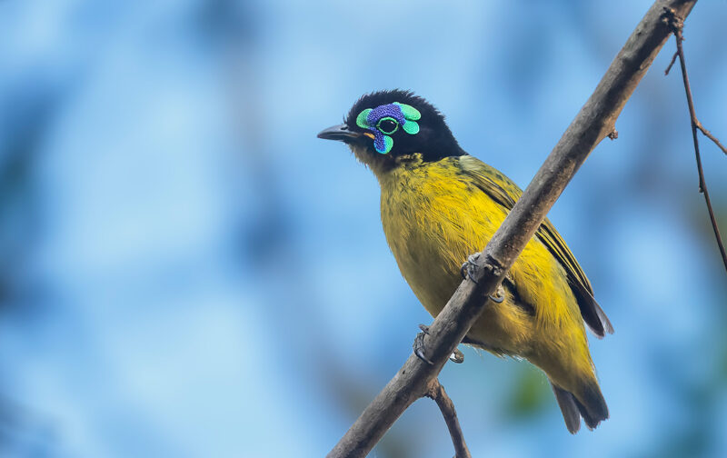 Mais de metade das aves do mundo estão em declínio, revela nova Lista Vermelha