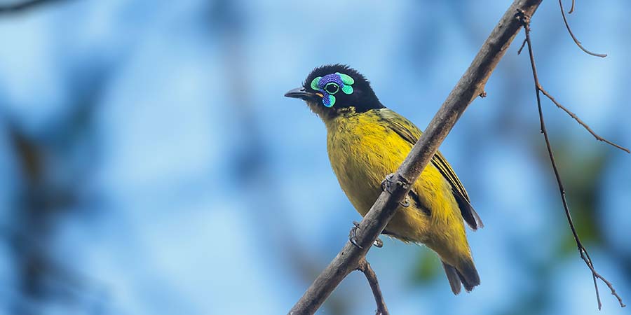 filepita-de-schlegel, uma das aves em declínio segundo a atualização da Lista Vermelha