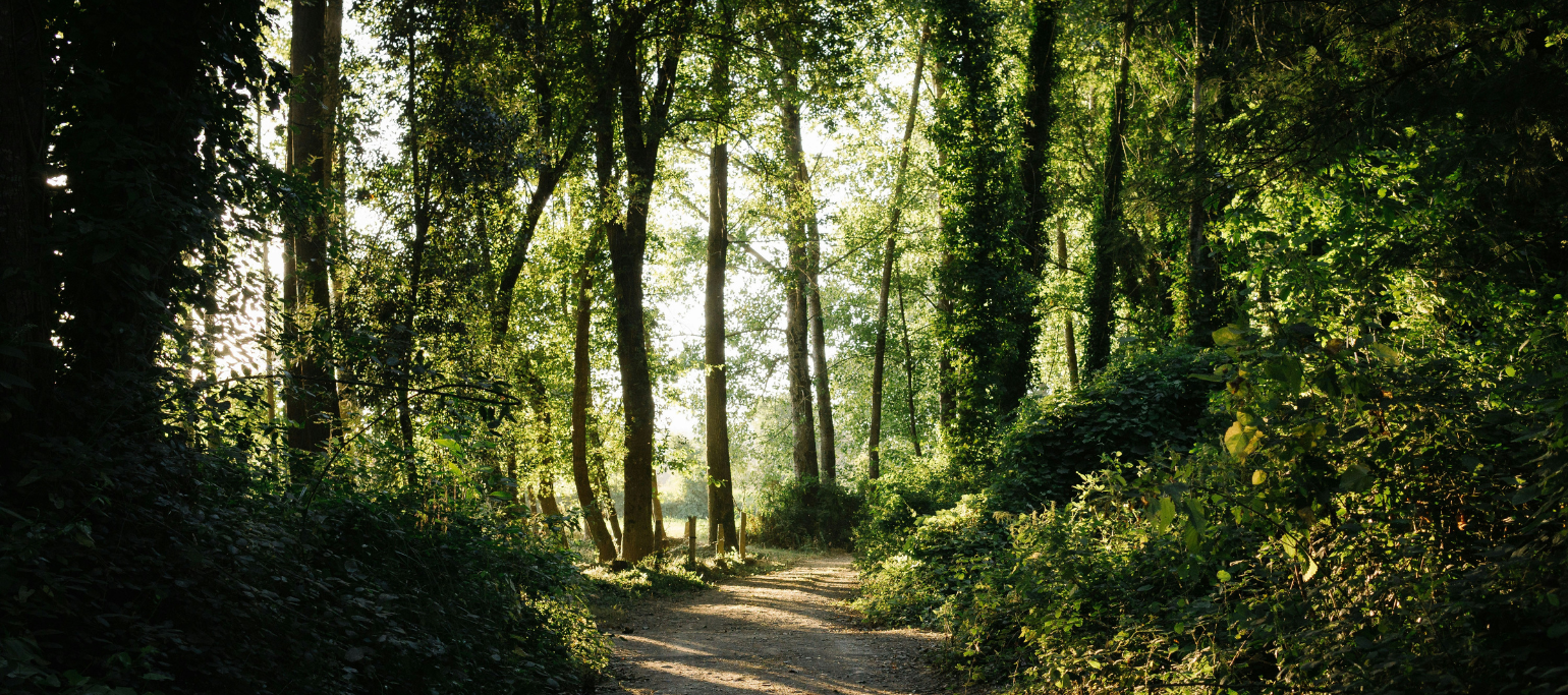 bosque com caminho pedestre, entre sol e sombra