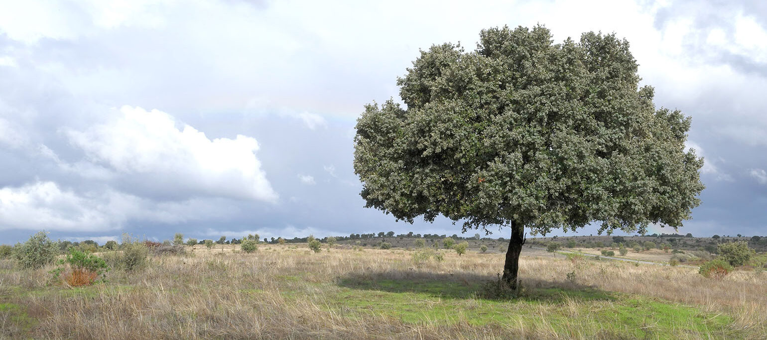 vista da área que será destruída pela Central Fotovoltaica Sophia, com árvores protegidas