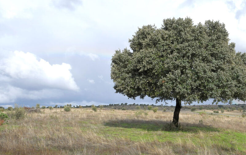 Central Fotovoltaica Sophia ameaça biodiversidade, paisagem e bem-estar das comunidades