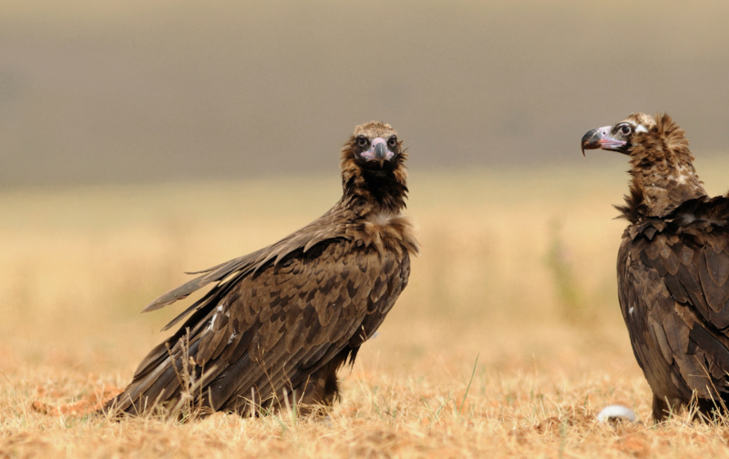 Abutres-pretos e amizade: laços improváveis