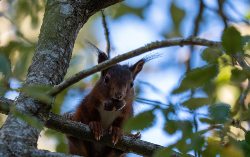 Aventuras na Mata: Descobrindo a Vida Selvagem
