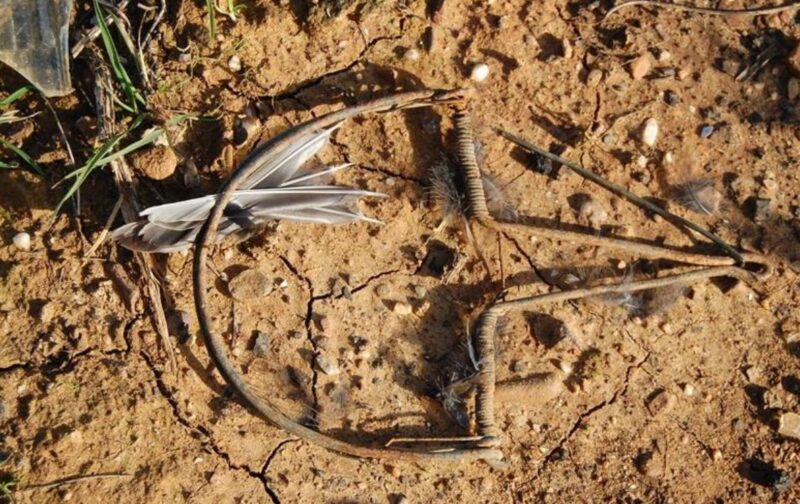 Safe Flyways – IKB3