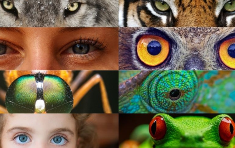 Lei do Restauro da Natureza dá os primeiros passos