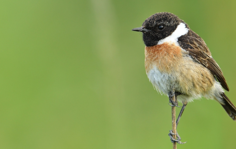 Pesticidas tóxicos, sem regras? Não, obrigado.