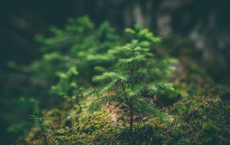 A independência do ICNF não é negociável