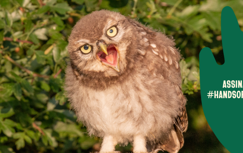 Diga alto e bom som: “A Natureza não está à venda!”