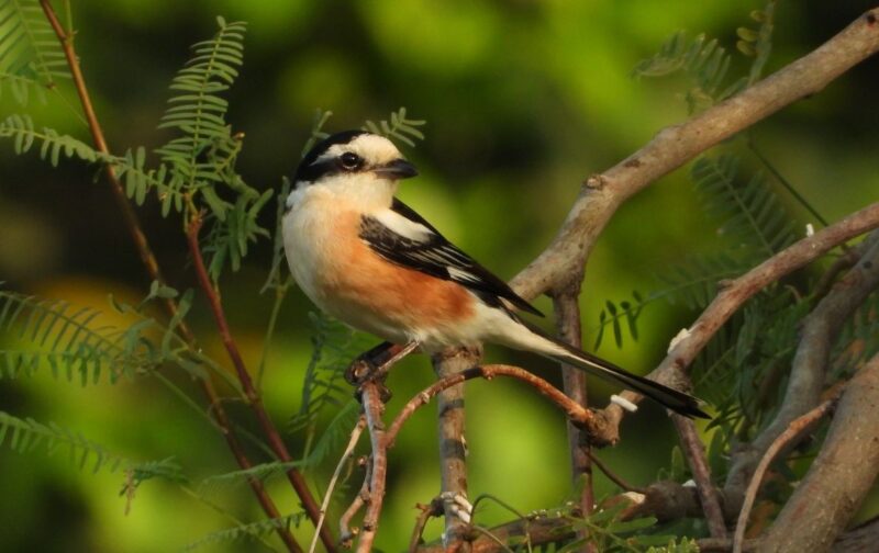 Exposição “Aves da Palestina – a persistência da vida na catástrofe” inaugura este sábado