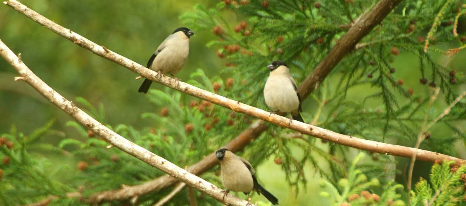 3 priolos poisados em ramos