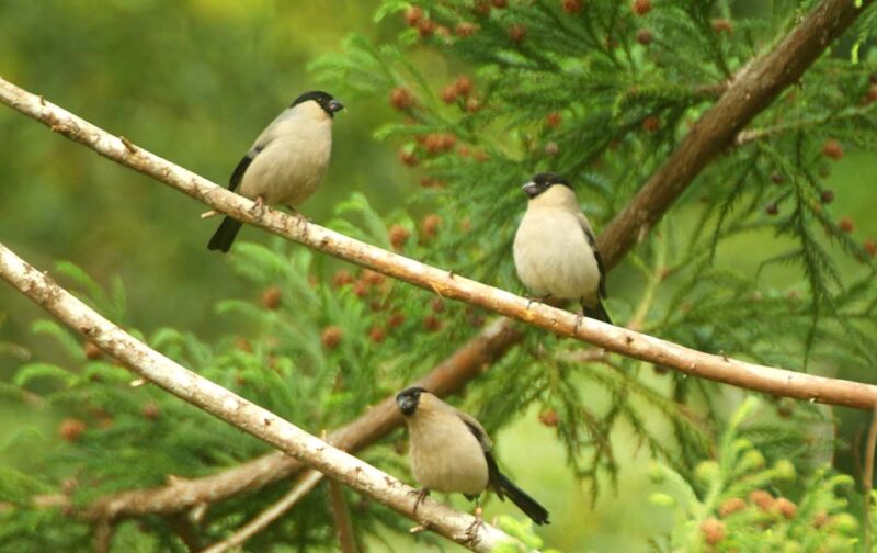 250 pessoas podem salvar o priolo — seja uma delas