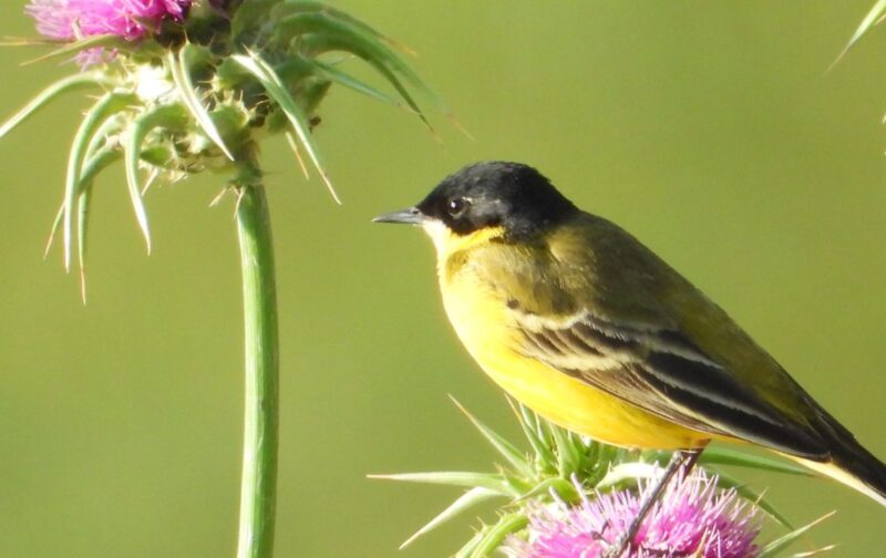 Observadores de aves na Palestina – a persistência da vida na catástrofe