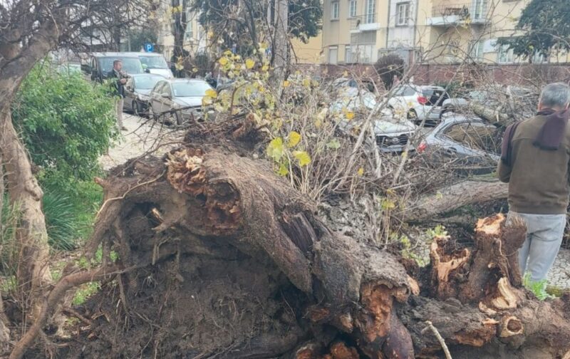 Tempestades extremas expõem fragilidades em Portugal: Natureza é parte da solução