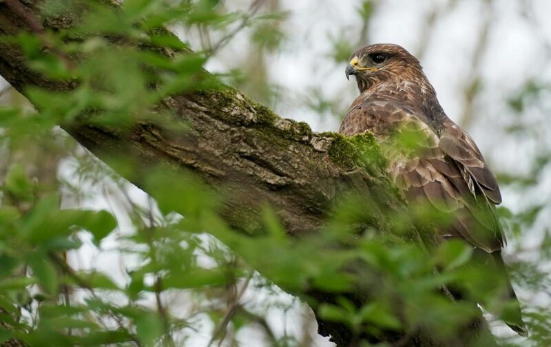 Webinar: Censo de Milhafres/Mantas 2026