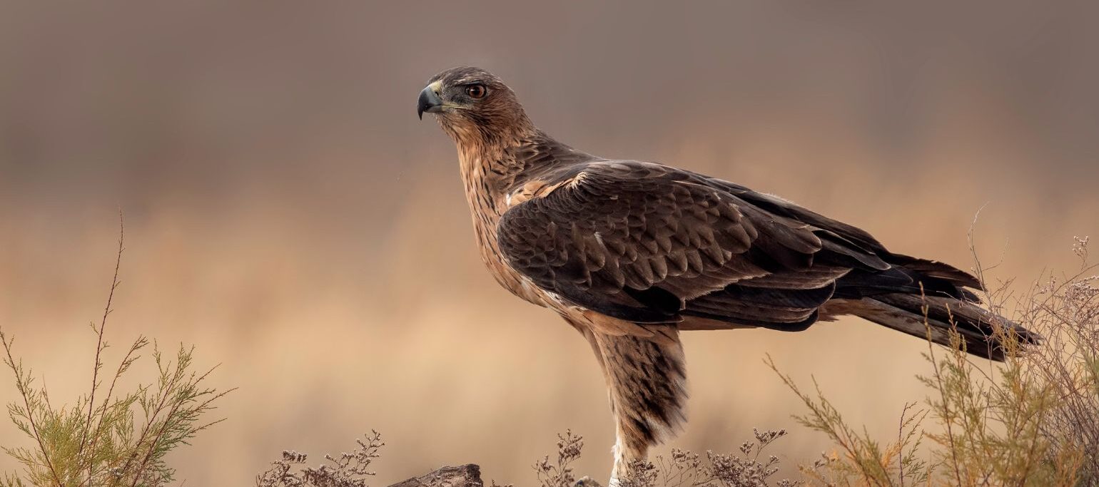 águia-de-bonelli