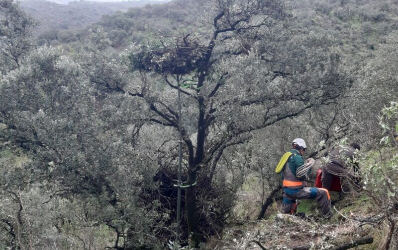 Neste inverno destruidor, os abutres-pretos ganharam mais plataformas-ninho e ninhos mais seguros 
