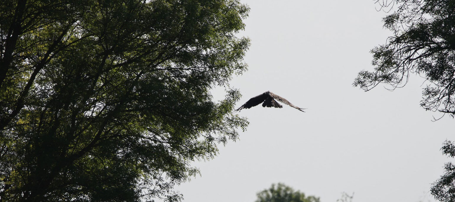 águia devolvida à Natureza depois de sobreviver a eletrocussão numa linha elétrica