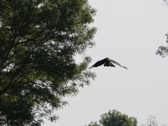 águia devolvida à Natureza depois de sobreviver a eletrocussão numa linha elétrica