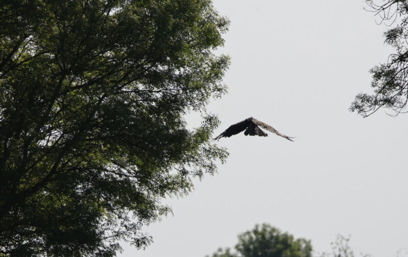 A história de sobrevivência desta águia expõe uma ameaça mortal ainda por resolver