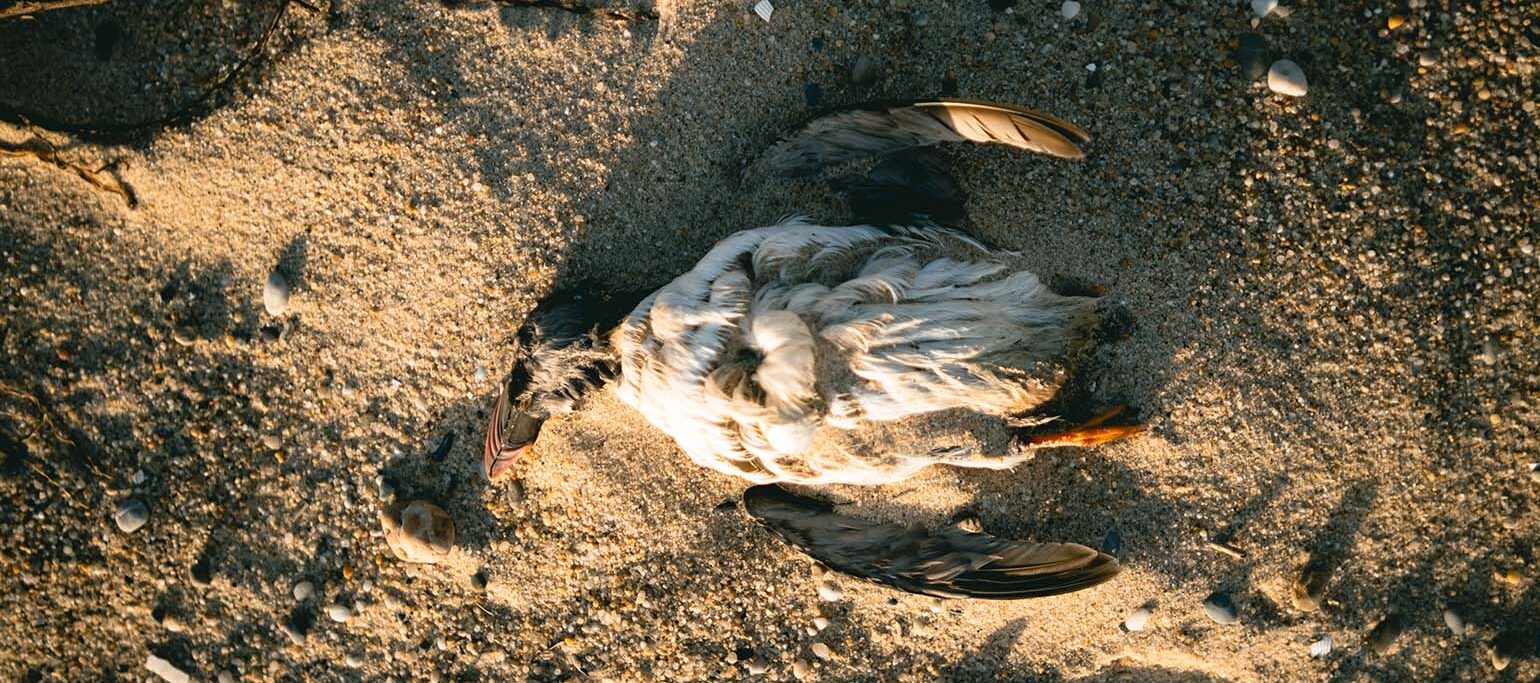 papagaio-do-mar morto que deu à costa