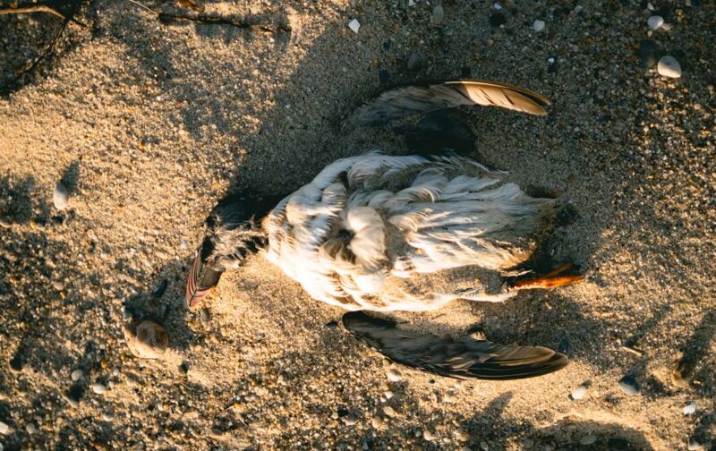 Ajude as aves marinhas sem gastar nada