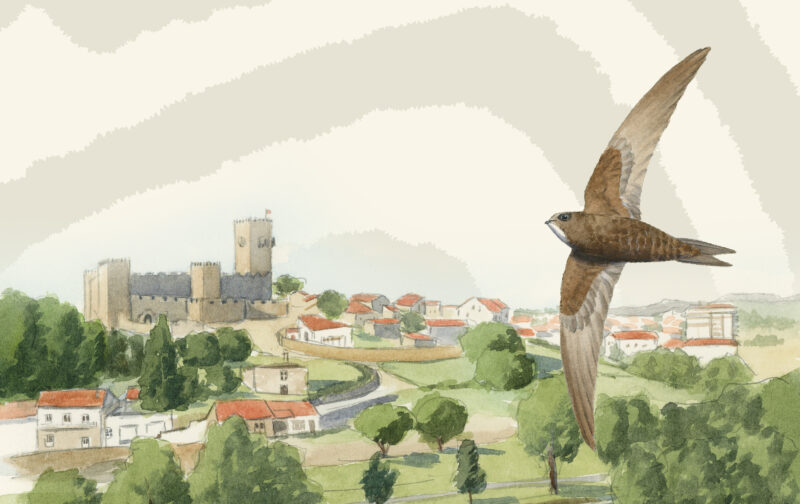 Novo Festival Naturcôa: Aves & Património chega ao Sabugal em maio