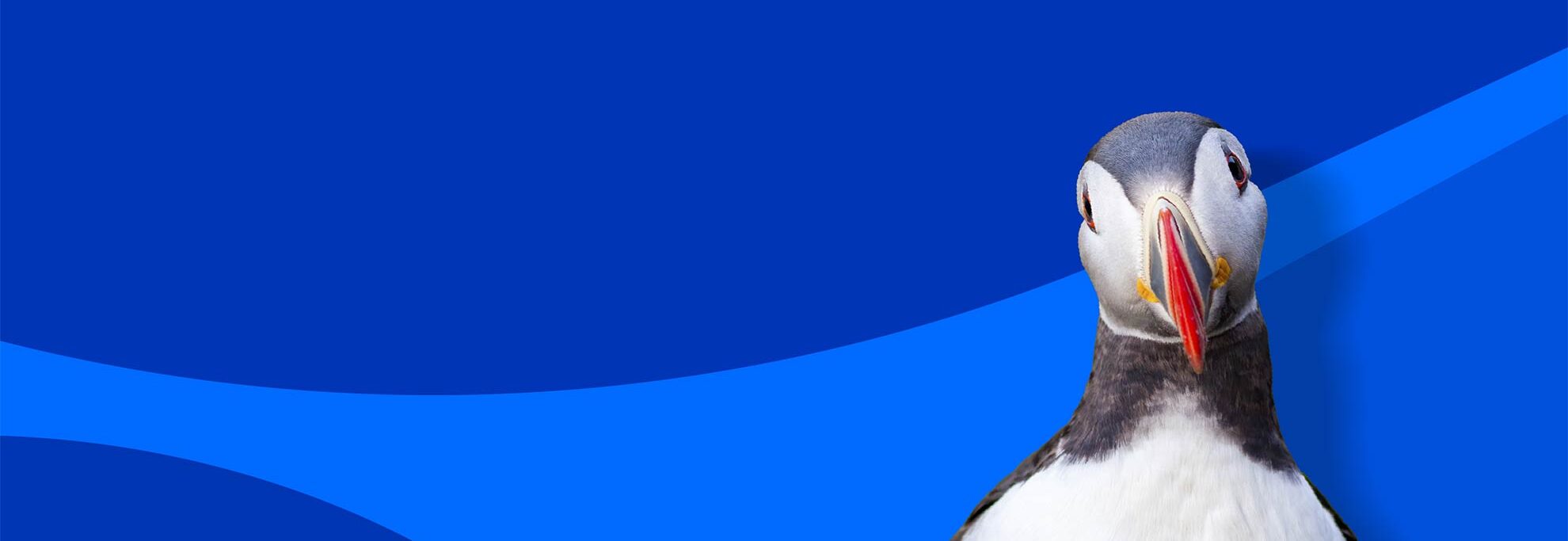 Fundo institucional SPEA com um papagaio-do-mar a olhar para a câmara