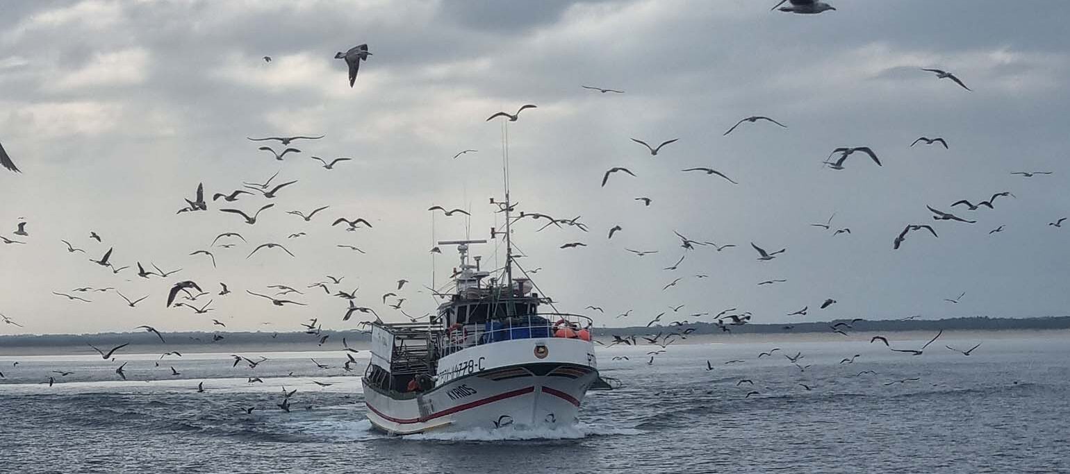 barco de pesca com aves marinhas em redor