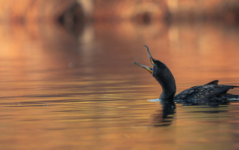 Futuro do programa LIFE em risco: eurodeputados votam na próxima semana