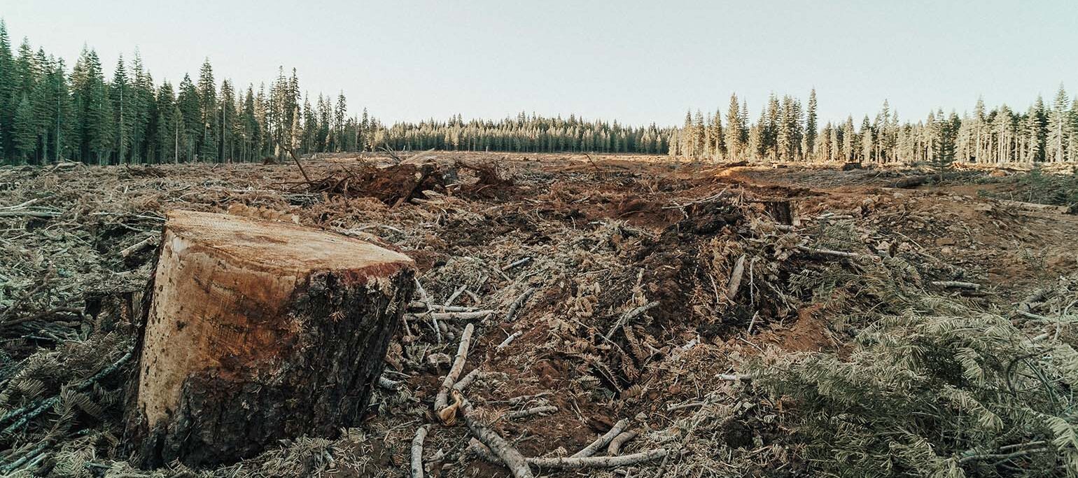 desflorestação