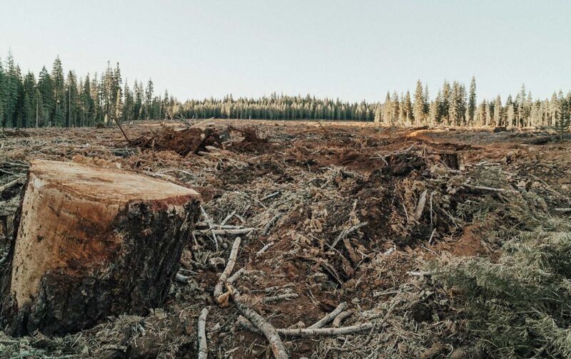 De que vale um Dia Internacional das Florestas se a Europa continua a fomentar o abate de 100 árvores por minuto? 